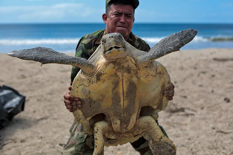 Militärschutz für Meeresschildkröten