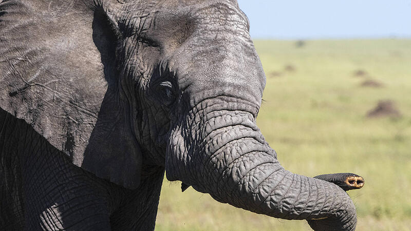 An African elephant, Loxodonta africana, without tusk. Seronera, Serengeti National Park, Tanzania Seronera, Serengeti