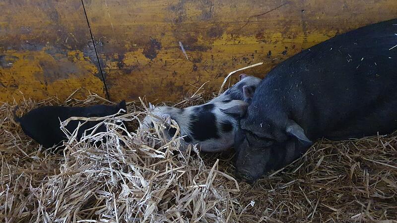 Neues Zuhause für Hängebauchschweine