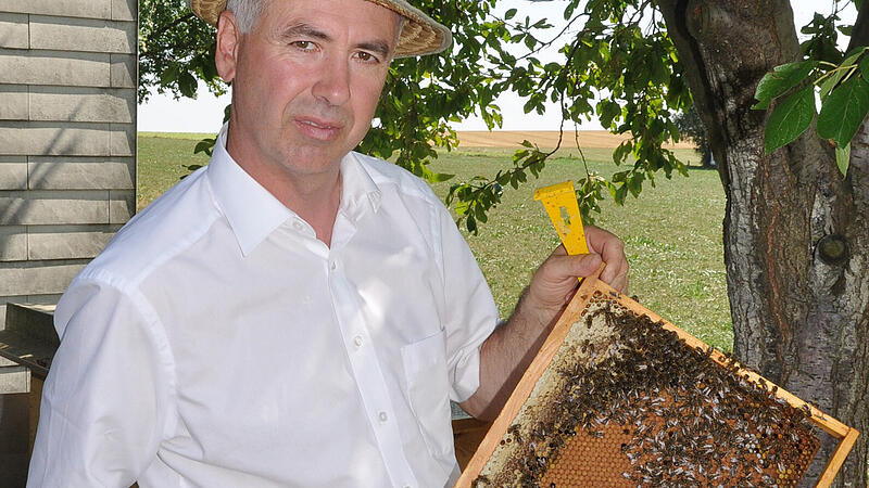 Stürmische Zeiten für die Honigbiene