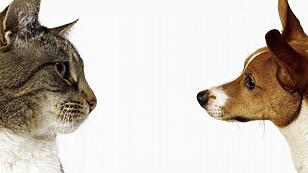 Rohfutter gesund für Katz&rsquo; und Hund